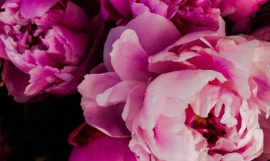 Pembe gül çiçekleri çiçek desenleri 