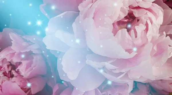 Pétalos Fondo Floral Rosa —  Fotos de Stock