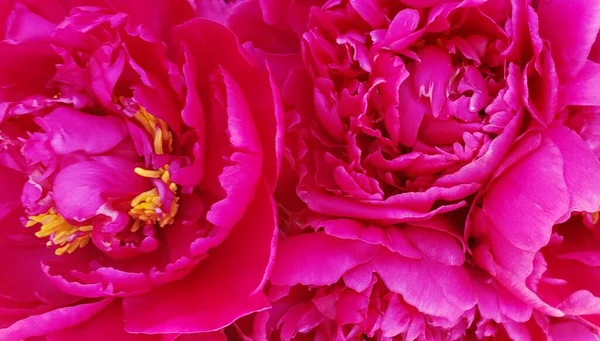 Rózsaszín Rózsa Virágok Virágos Minta — Stock Fotó