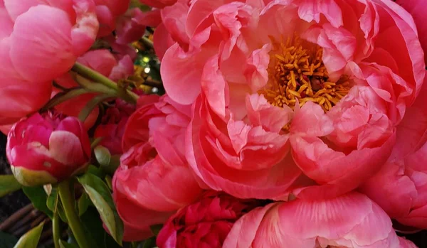 Rose Rose Fleurs Motif Floral — Photo