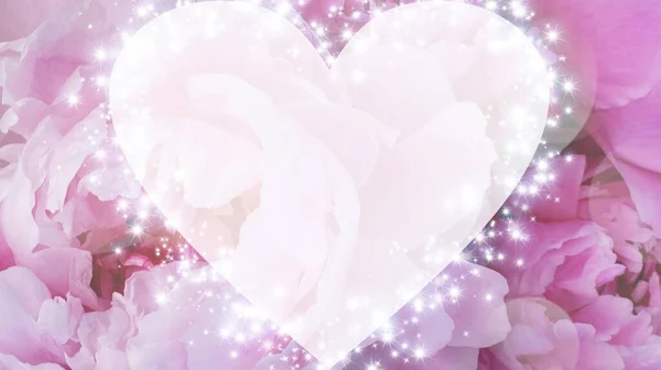 Розовые Пионы Розы Лепестки Цветов — стоковое фото