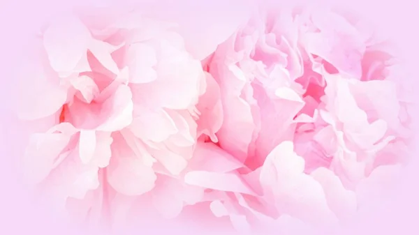 Розовые Пионы Розы Лепестки Цветов — стоковое фото