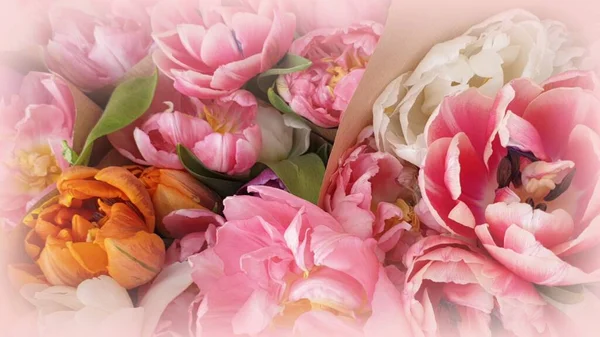 Rose Pivoine Roses Pétales Floraux — Photo