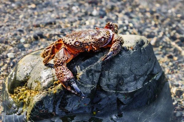 Mořský Krab Kameni Velký Mrtvý Krab Prázdná Skořápka Mořského Zvířete — Stock fotografie