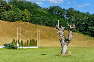 Historical Landmark Remains of Old Oak Tree in Takovo Park