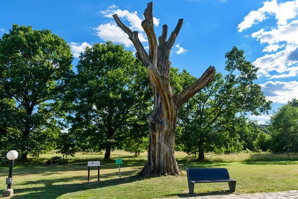 Historical Landmark Remains Old Oak Tree Takovo Park — Fotografia de Stock