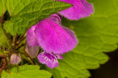 Doğada çiçek açar sağır ısırgan otu moru (Lamium purpureum))