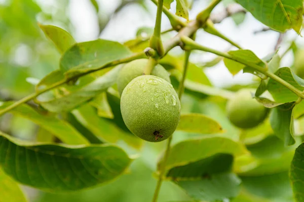 stock image Green ripe walnuts on tree. 