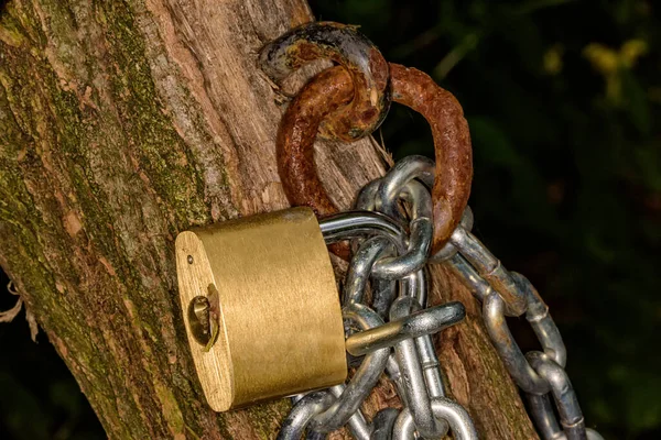 Chained tree, symbolizing the defense of the forests. Environmental concept. Padlock on tree