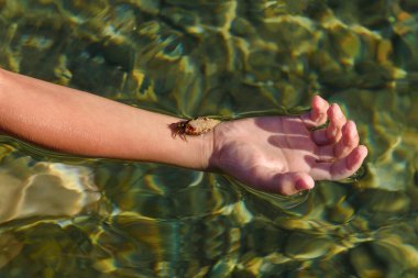 Bir çocuk elinde yengeç tutuyor.