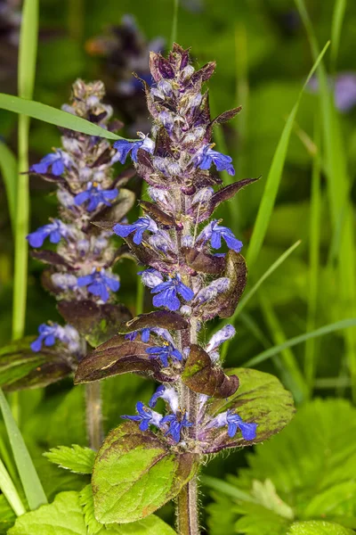 Bloeiende Blauwe Bugel Ajuga Reptans Planten Wilde Natuur — Stockfoto