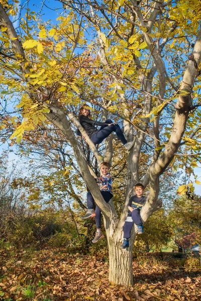 Family in the tree. The family climbed the tree. Family sitting in a tree in an autumn forest