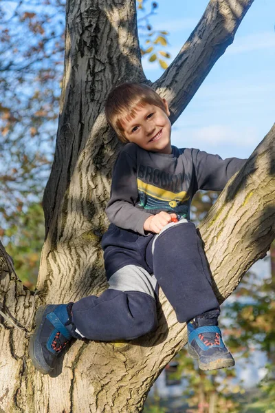 Boy climbed on tree. The boy sitting in a tree in an autumn forest