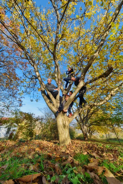 Family in the tree. The family climbed the tree. Family sitting in a tree in an autumn forest