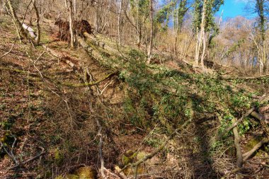 Ormandaki fırtına sonrası kırılan ağaç gövdesi. Sırbistan 'da Fruska Gora' da devrilen ağaç