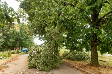 Fırtına ağaçları kırdı. Fırtınadan sonra ağaçlar ertelendi.