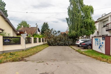 Fırtına ağaçları kırdı. Fırtınadan sonra ağaçlar ertelendi.