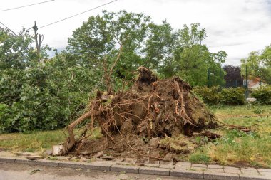 Fırtına ağaçları kırdı. Fırtınadan sonra ağaçlar ertelendi.