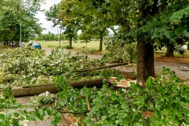 Novi Sad, Sırbistan - 20 Temmuz 2023: Fırtına ağaçları yıktı. Fırtınadan sonra ağaçlar ertelendi.