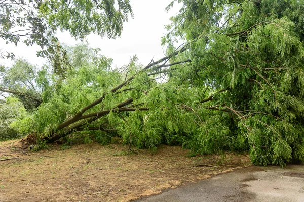 stock image Novi Sad, Serbia - July 20, 2023: The storm broke the trees. Deferred trees after the storm