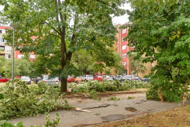güçlü bir fırtına geçti sonra kırılmış ağaçlar