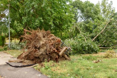 güçlü bir fırtına geçti sonra kırılmış ağaçlar