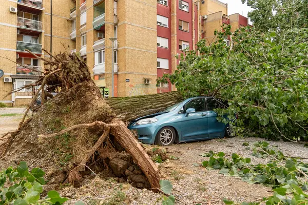 güçlü bir fırtına geçti sonra kırılmış ağaçlar