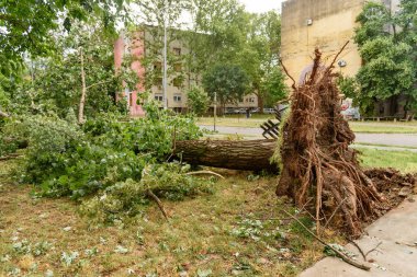 güçlü bir fırtına geçti sonra kırılmış ağaçlar