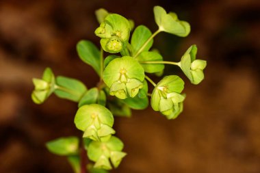 Hilal şeklindeki çiçek braklarının ve tohum kapsüllerinin Woodspurge Euphorbia amigdaloides detayı
