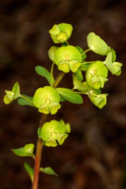 Doğadaki çiçekleri (Euphorbia amigdaloides) temizleyin