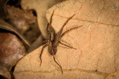 Orman örümceği Lycosidae 'nin güzel makro çekimi.