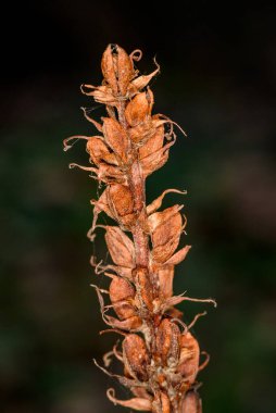 Withered flowers, and one fruit; lesser broomrape (orobanche minor) clipart