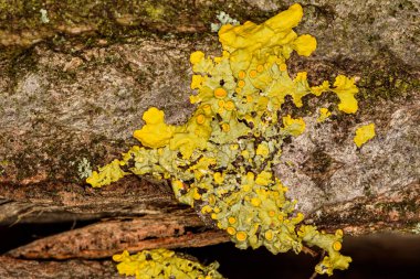 Ortak turuncu liken makro çekim (xanthoria parietina) 