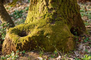 Ayakkabıya benzeyen ağaç.