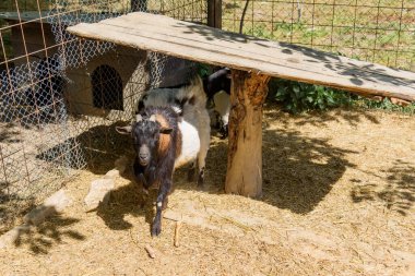 A pygmy goat in farm