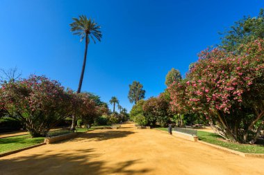 Seville, Spain - August 01, 2024: Park and gardens of Murillo of the city of Seville, Spain clipart