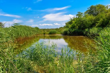 Zmajevo Lakes - Sırbistan 'ın Voyvodina kentinde Zmajevacka jezera