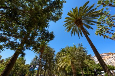 Malaga 'da palmiye ağaçları olan güzel bir park..