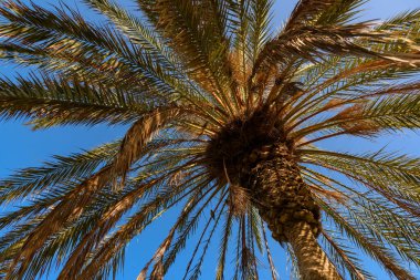 Gökyüzü arka planında kraliyet palmiyesi