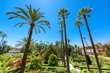Sevilla, İspanya - 01 Ağustos 2024: Royal Palace 'daki Patio de las Doncellas, Seville, Endülüs, İspanya' daki Real Alcazar (1360 yılında inşa edildi). Sevilla 'nın Alczar' ı, resmi adı Sevilla Kraliyet Alczar 'ı.,