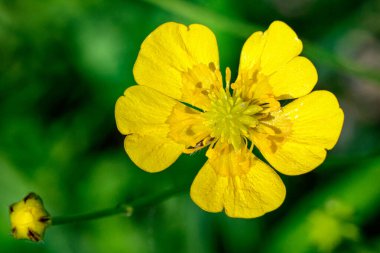 Meadow Buttercup 'ın (Ranunculus acris) yakın plan görüntüsü. Makrodaki sarı çiçek.
