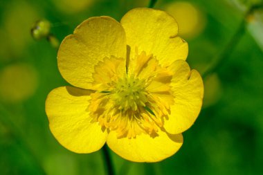 Meadow Buttercup 'ın (Ranunculus acris) yakın plan görüntüsü. Makrodaki sarı çiçek.