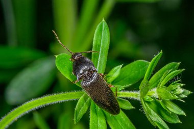 Melanotus Communis, pek çok tıkırdayan böceğin.