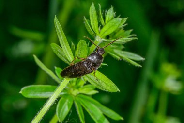 Melanotus Communis, pek çok tıkırdayan böceğin.