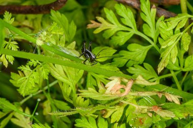 Çimenlerin üzerinde oturan çekirgenin yakın çekimi