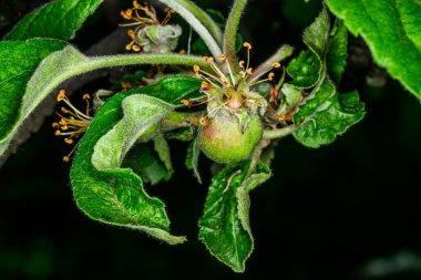 Bahçede çiçek üstüne elma tomurcukları 