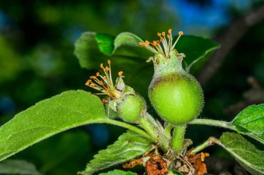 Bahçede çiçek üstüne elma tomurcukları 