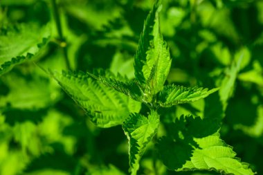 Urtica dioica ya da bahçede ısırgan otu. Isırgan otu, kanama, idrar söktürücü, antipiretik, yara iyileştirme, antirheumatik madde olarak kullanılan tıbbi bitki. Yumuşak yeşil yapraklı ısırgan otu. 