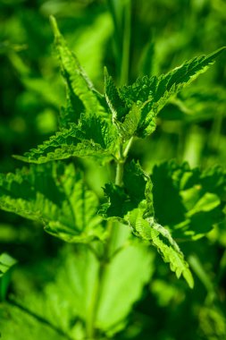 Urtica dioica ya da bahçede ısırgan otu. Isırgan otu, kanama, idrar söktürücü, antipiretik, yara iyileştirme, antirheumatik madde olarak kullanılan tıbbi bitki. Yumuşak yeşil yapraklı ısırgan otu. 