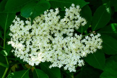 Çiçekli yaşlı ağaç. Vahşi yaşlı ağaçtaki beyaz çiçeklerin, yaşlı üzümlerin, bahar aylarındaki yaşlı çiçeklerin stok fotoğrafı. Yaşlı çiçek Sambucus hafif beyaz meyve şarabı ve meyve suyu yapar.